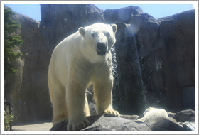 旭山動物園